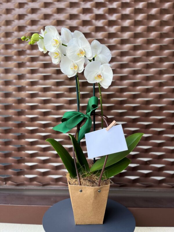 Pianta di orchidea